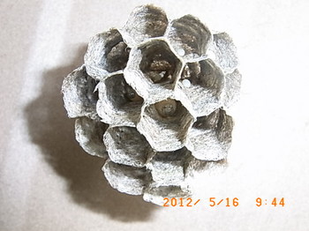 12516-1壁幼虫.JPG