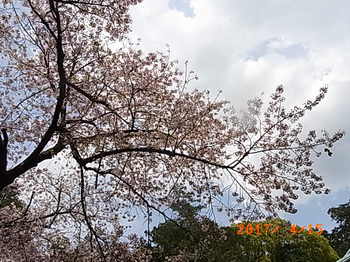 170415お寺の桜4.JPG